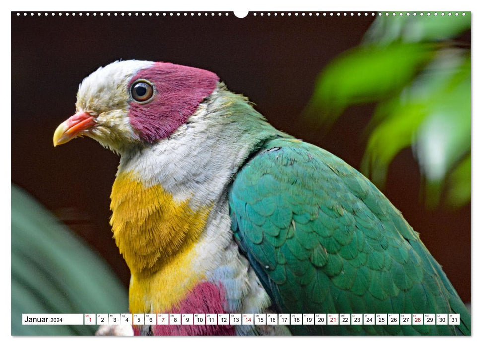 Bunte Vielfalt in der Vogelwelt (CALVENDO Wandkalender 2024)