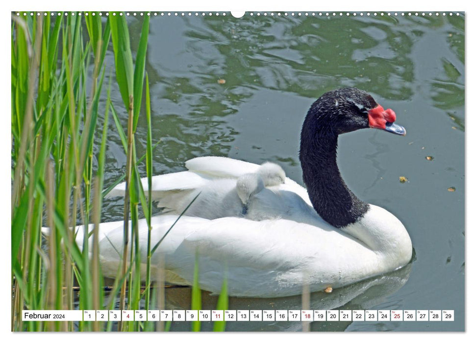 Bunte Vielfalt in der Vogelwelt (CALVENDO Wandkalender 2024)