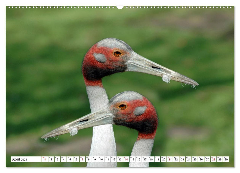 Bunte Vielfalt in der Vogelwelt (CALVENDO Wandkalender 2024)