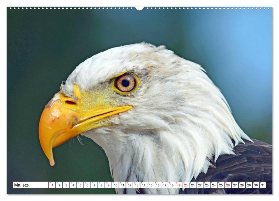 Bunte Vielfalt in der Vogelwelt (CALVENDO Wandkalender 2024)