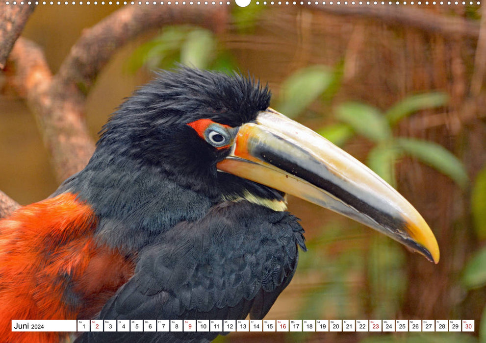 Colorful diversity in the bird world (CALVENDO wall calendar 2024) 