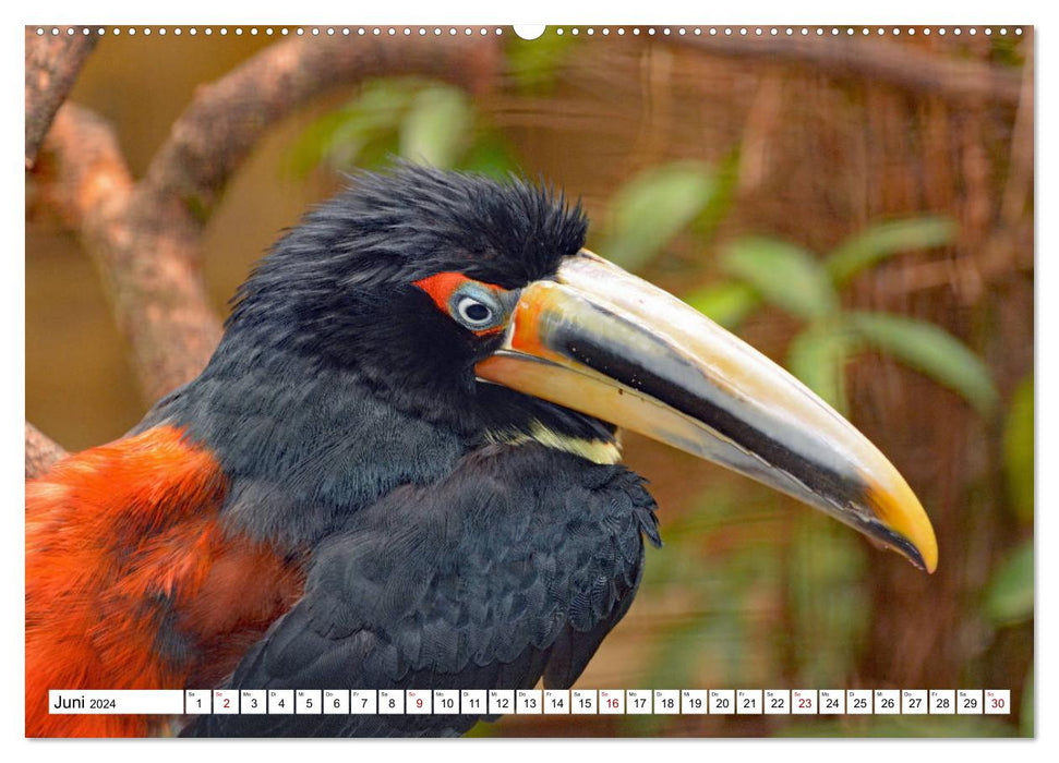 Bunte Vielfalt in der Vogelwelt (CALVENDO Wandkalender 2024)