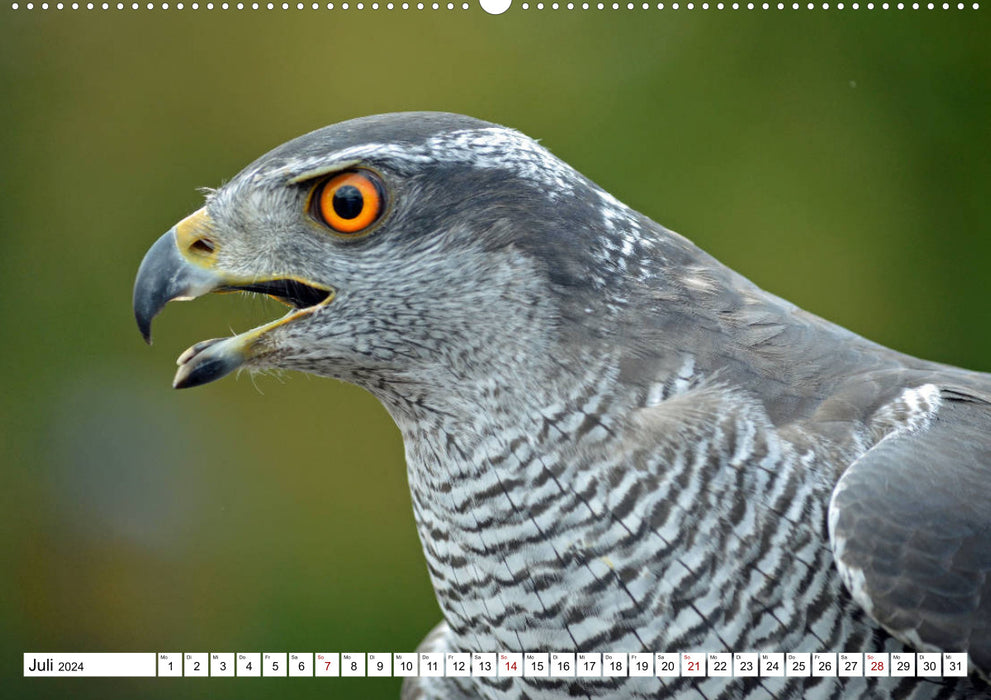Bunte Vielfalt in der Vogelwelt (CALVENDO Wandkalender 2024)