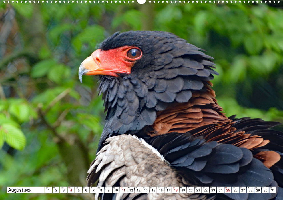 Bunte Vielfalt in der Vogelwelt (CALVENDO Wandkalender 2024)