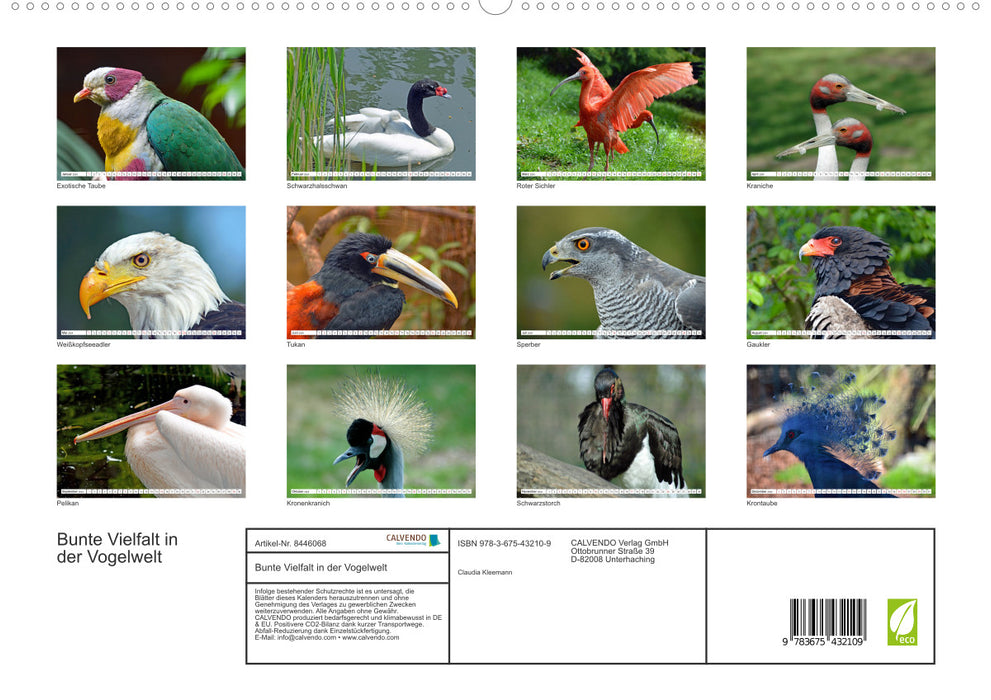 Colorful diversity in the bird world (CALVENDO Premium Wall Calendar 2024) 