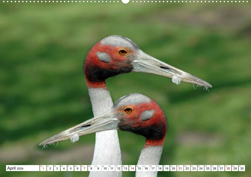 Colorful diversity in the bird world (CALVENDO Premium Wall Calendar 2024) 