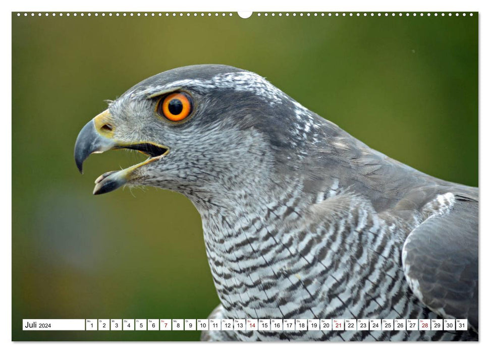Bunte Vielfalt in der Vogelwelt (CALVENDO Premium Wandkalender 2024)
