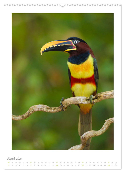 Pantanal – Einzigartiges Wildlife-Paradies (CALVENDO Wandkalender 2024)