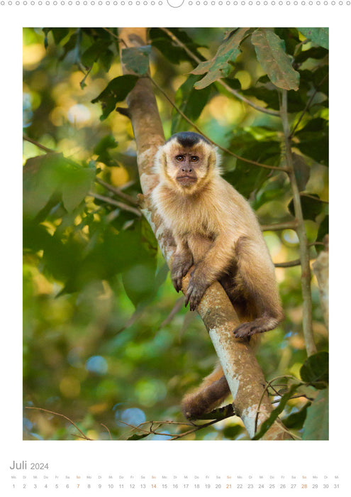 Pantanal – Einzigartiges Wildlife-Paradies (CALVENDO Wandkalender 2024)