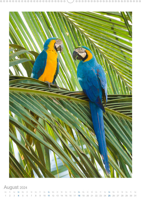 Pantanal – Unique Wildlife Paradise (CALVENDO Wall Calendar 2024) 