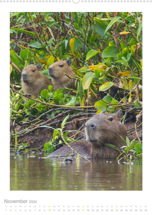 Pantanal – Einzigartiges Wildlife-Paradies (CALVENDO Premium Wandkalender 2024)