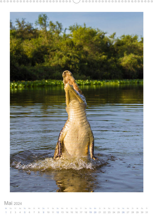 Pantanal – Unique Wildlife Paradise (CALVENDO Premium Wall Calendar 2024) 