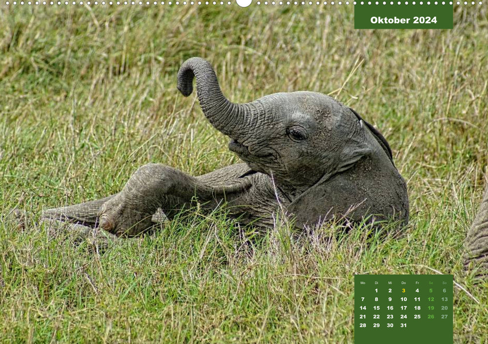 E for elephants - playful and cute (CALVENDO wall calendar 2024) 