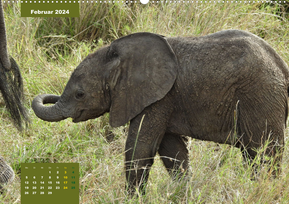 E wie Elefanten - verspielt und schnüssig (CALVENDO Wandkalender 2024)