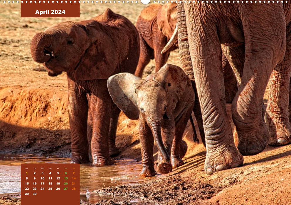 E for elephants - playful and cute (CALVENDO wall calendar 2024) 