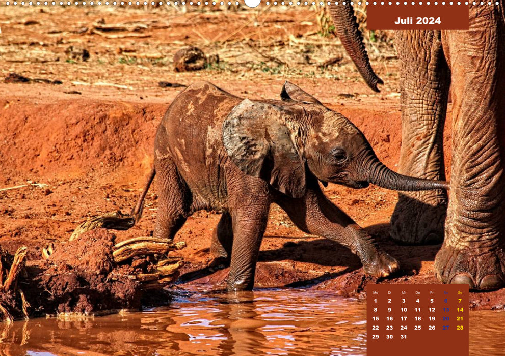 E wie Elefanten - verspielt und schnüssig (CALVENDO Wandkalender 2024)