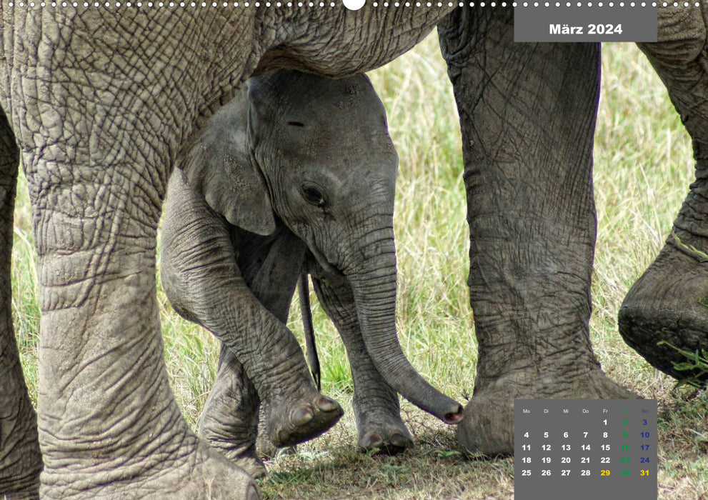 E for elephants - playful and cute (CALVENDO Premium Wall Calendar 2024) 