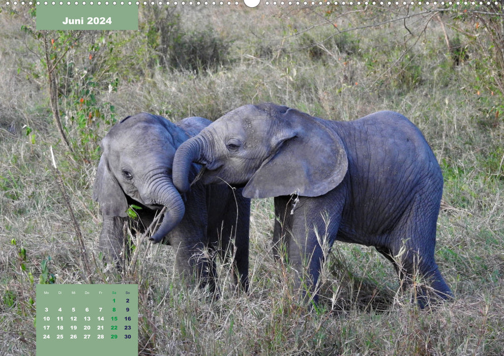E wie Elefanten - verspielt und schnüssig (CALVENDO Premium Wandkalender 2024)