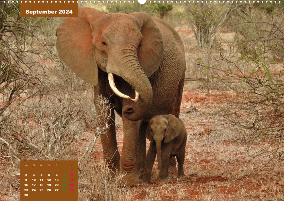 E wie Elefanten - verspielt und schnüssig (CALVENDO Premium Wandkalender 2024)