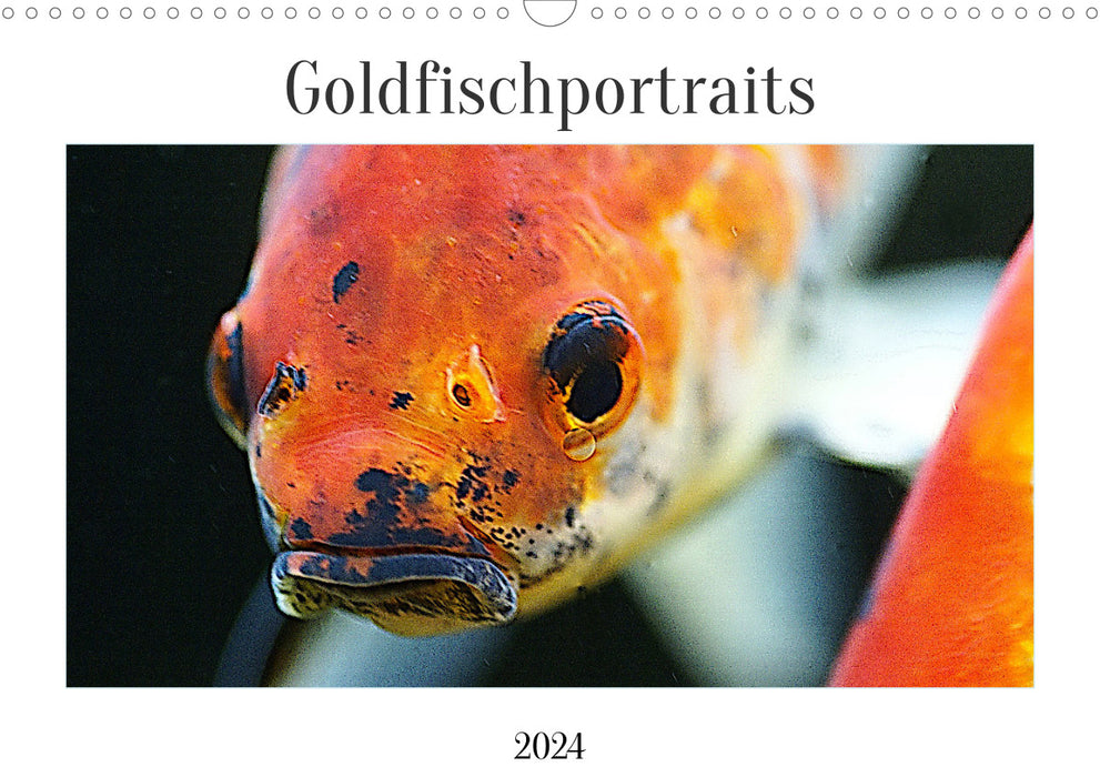 Goldfish portraits (CALVENDO wall calendar 2024) 