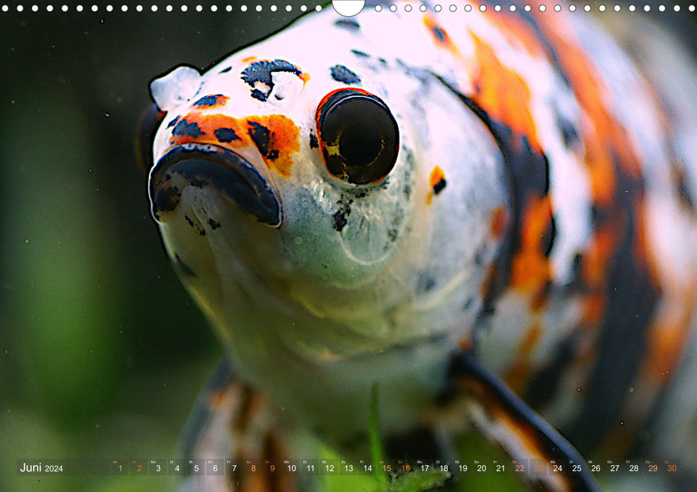 Goldfish portraits (CALVENDO wall calendar 2024) 