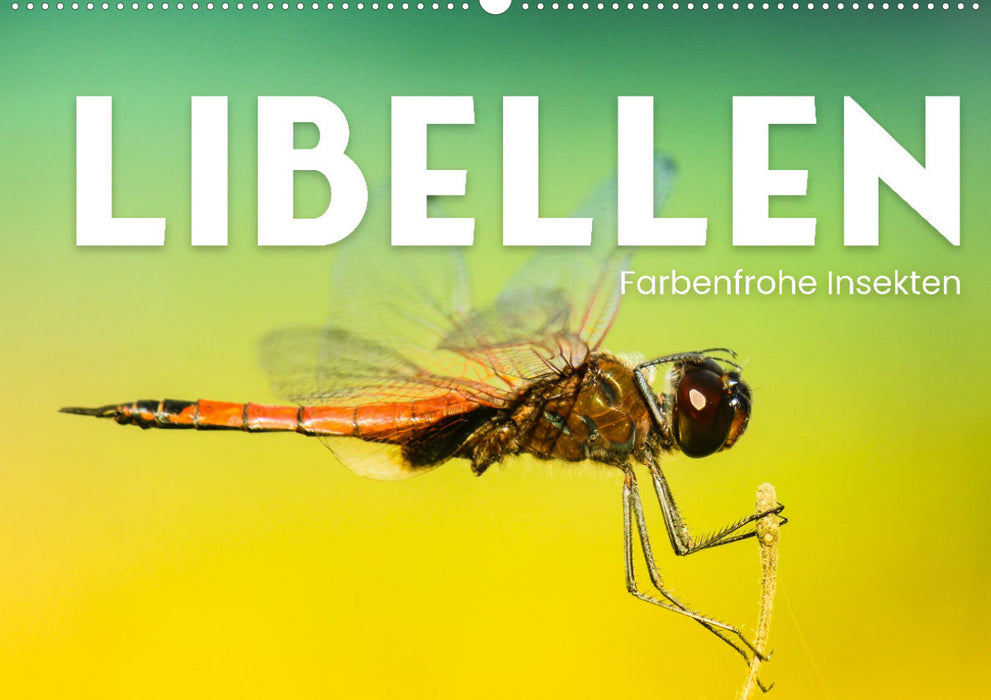 Libellules - Insectes colorés (Calendrier mural CALVENDO 2024) 