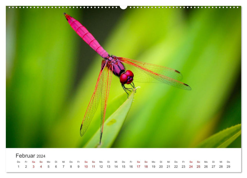 Libellen - Farbenfrohe Insekten (CALVENDO Wandkalender 2024)