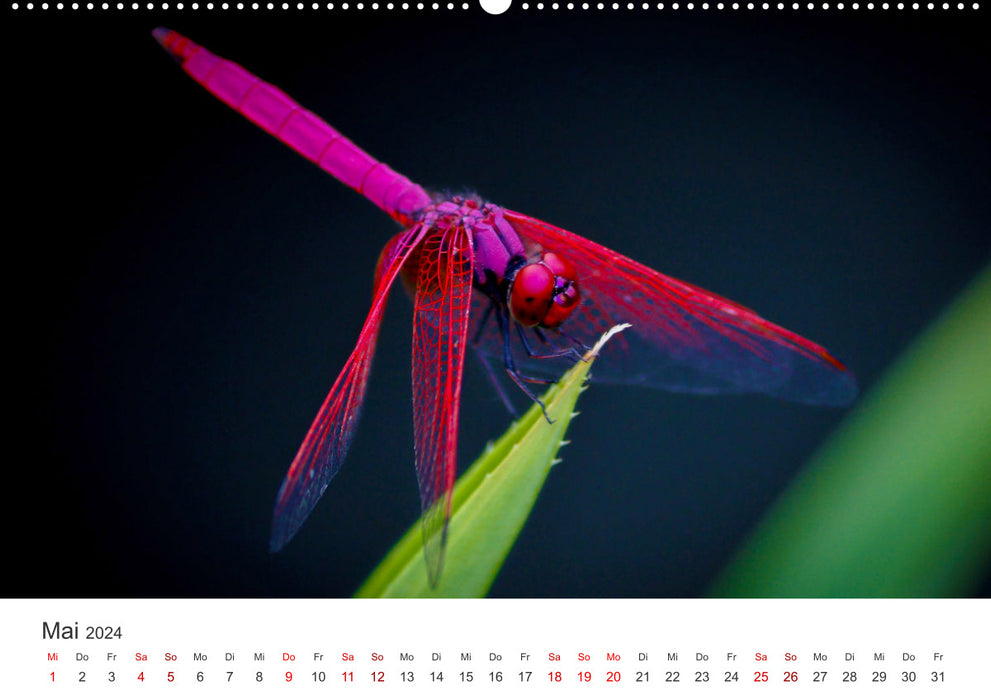 Libellen - Farbenfrohe Insekten (CALVENDO Wandkalender 2024)