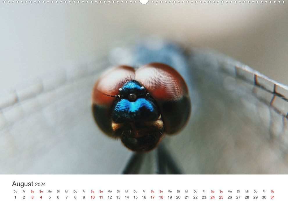 Dragonflies - Colorful Insects (CALVENDO Wall Calendar 2024) 
