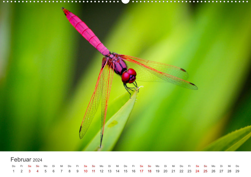 Libellen - Farbenfrohe Insekten (CALVENDO Premium Wandkalender 2024)