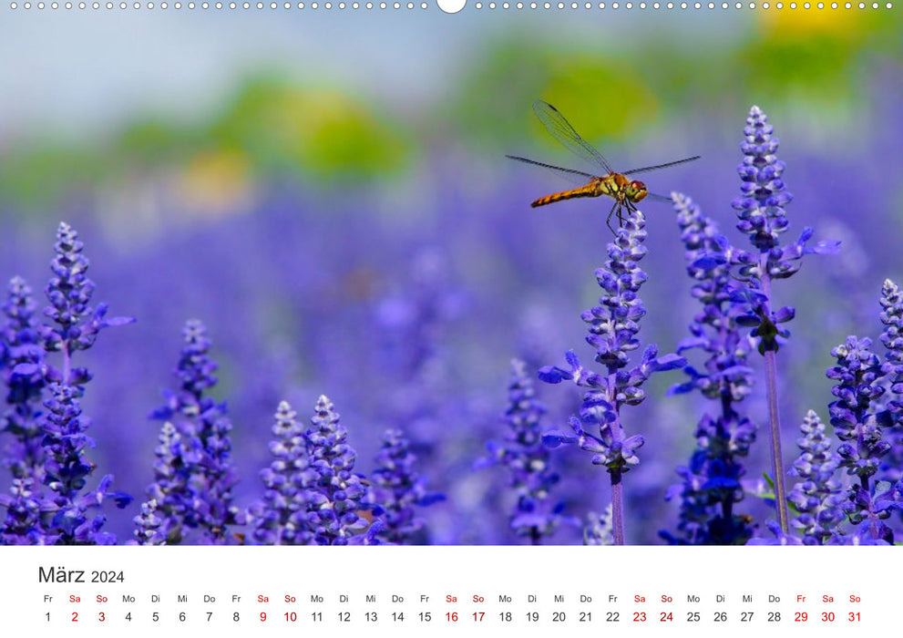 Libellules - Insectes colorés (Calvendo Premium Wall Calendar 2024) 