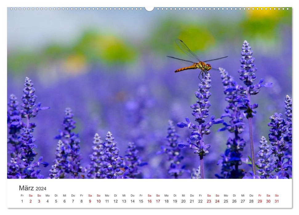 Libellules - Insectes colorés (Calvendo Premium Wall Calendar 2024) 