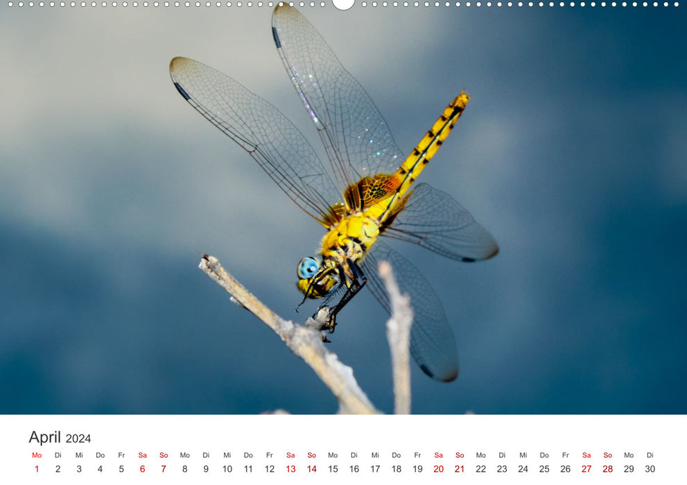 Libellen - Farbenfrohe Insekten (CALVENDO Premium Wandkalender 2024)