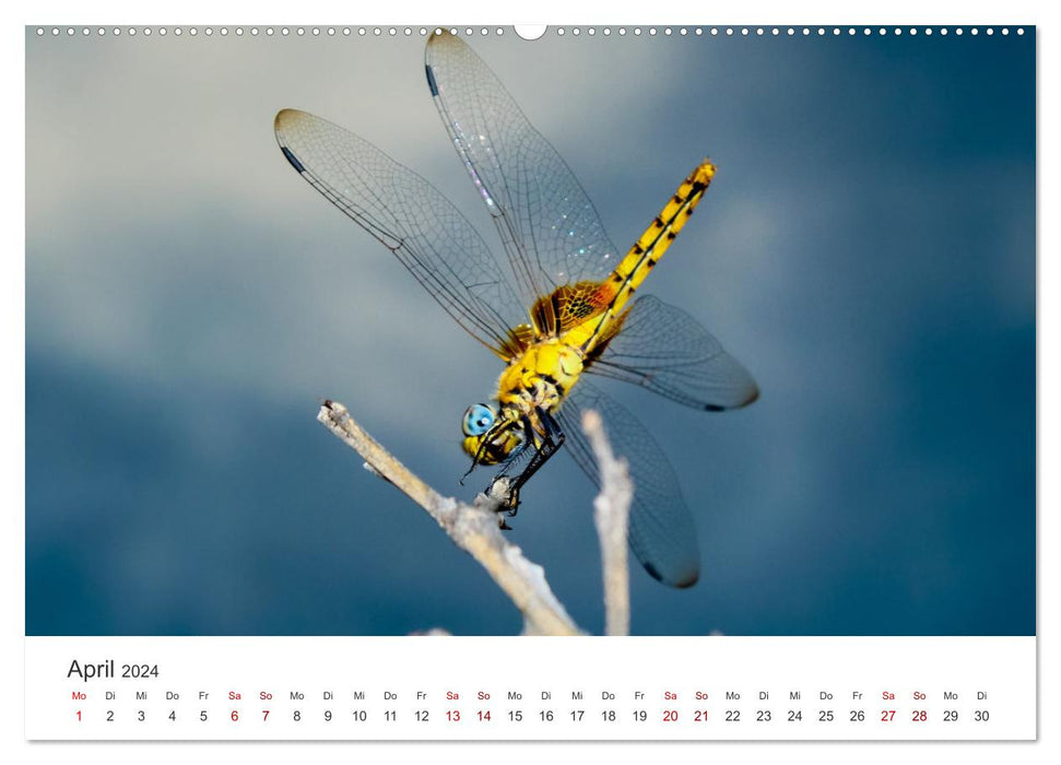 Libellules - Insectes colorés (Calvendo Premium Wall Calendar 2024) 