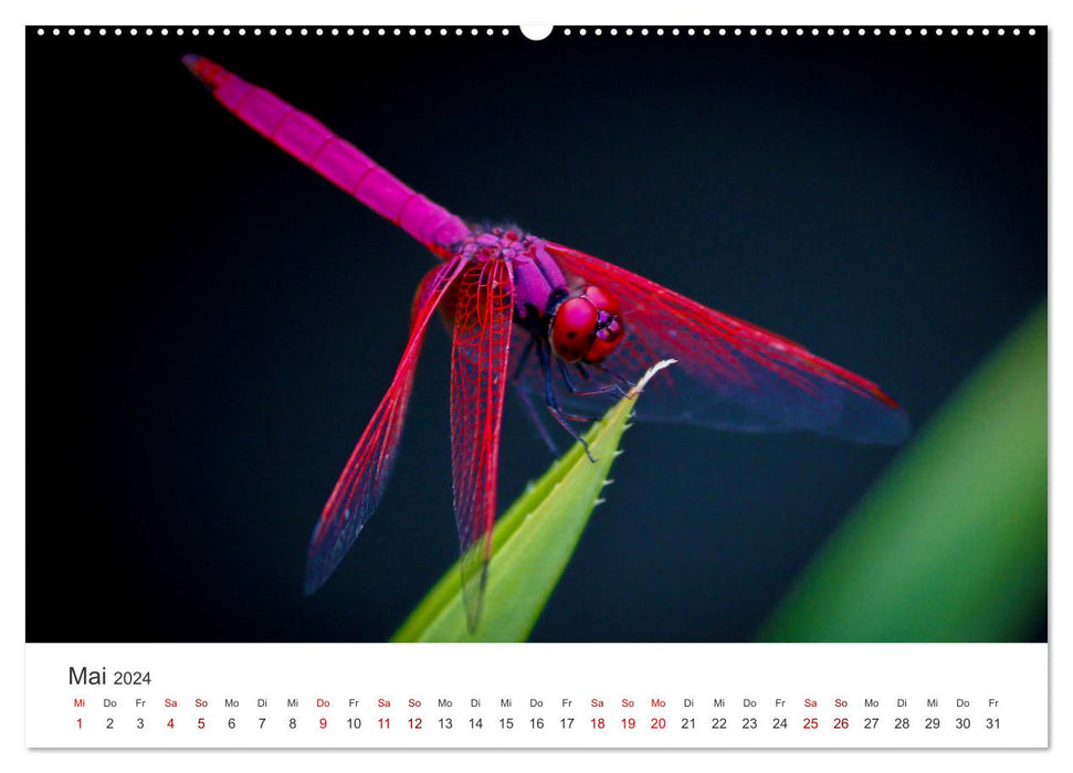 Libellules - Insectes colorés (Calvendo Premium Wall Calendar 2024) 