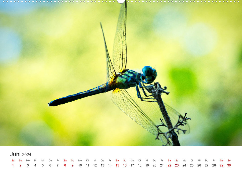 Libellules - Insectes colorés (Calvendo Premium Wall Calendar 2024) 