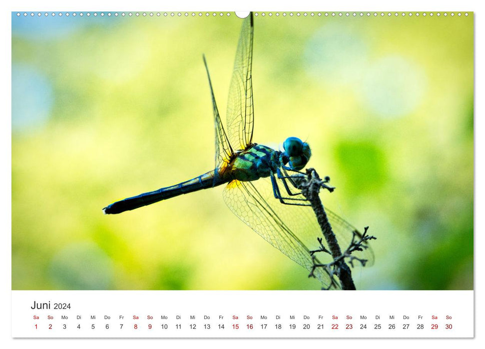 Libellules - Insectes colorés (Calvendo Premium Wall Calendar 2024) 