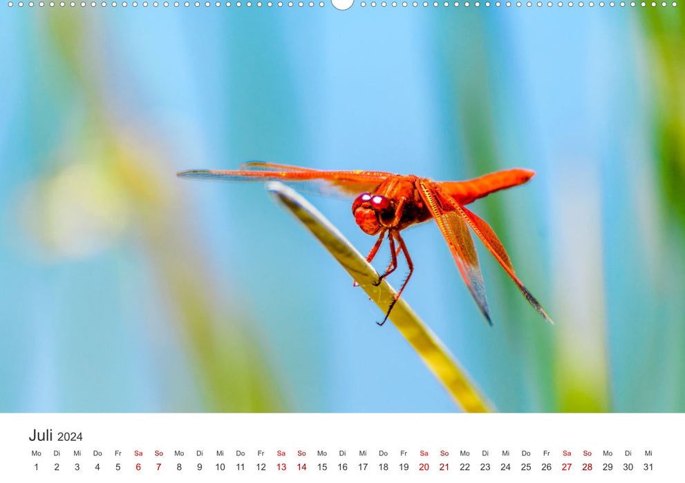 Dragonflies - Colorful Insects (CALVENDO Premium Wall Calendar 2024) 