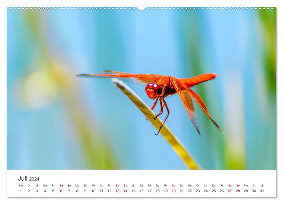 Libellules - Insectes colorés (Calvendo Premium Wall Calendar 2024) 