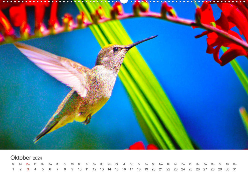 Hummingbirds - true aerial acrobats (CALVENDO wall calendar 2024) 