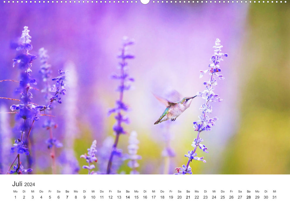 Kolibris - wahre Luftakrobaten (CALVENDO Wandkalender 2024)