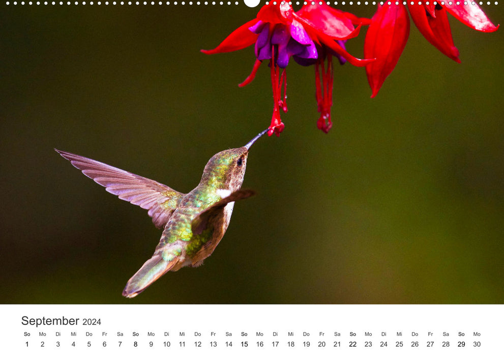 Hummingbirds - true aerial acrobats (CALVENDO wall calendar 2024) 