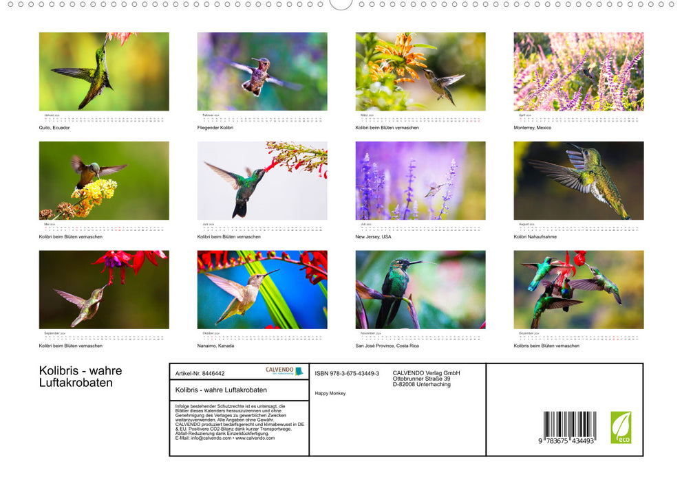 Hummingbirds - true aerial acrobats (CALVENDO Premium Wall Calendar 2024) 