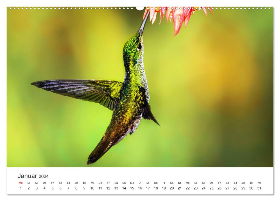 Kolibris - wahre Luftakrobaten (CALVENDO Premium Wandkalender 2024)