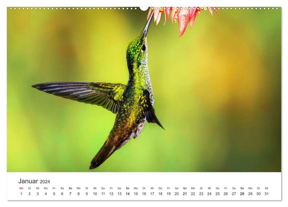 Colibris - véritables acrobates aériens (Calendrier mural CALVENDO Premium 2024) 