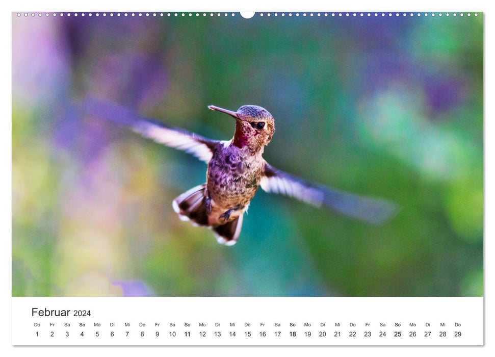 Colibris - véritables acrobates aériens (Calendrier mural CALVENDO Premium 2024) 