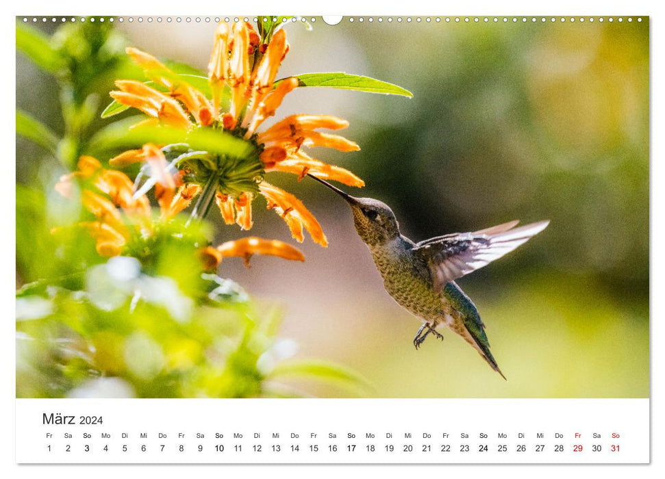 Colibris - véritables acrobates aériens (Calendrier mural CALVENDO Premium 2024) 