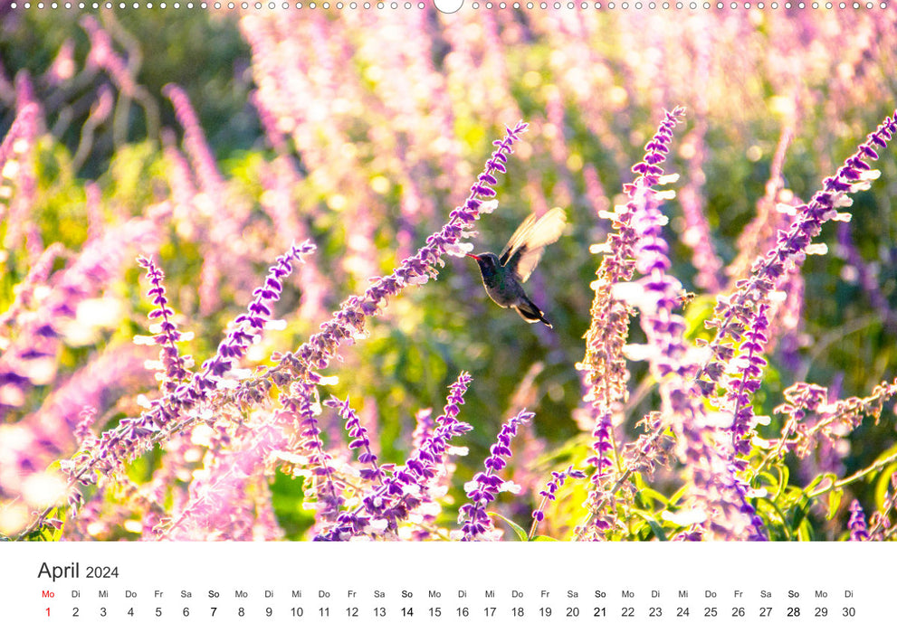 Hummingbirds - true aerial acrobats (CALVENDO Premium Wall Calendar 2024) 