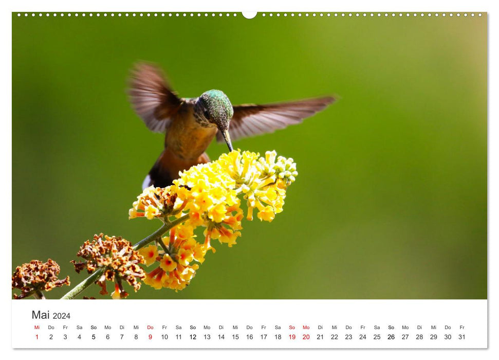 Colibris - véritables acrobates aériens (Calendrier mural CALVENDO Premium 2024) 