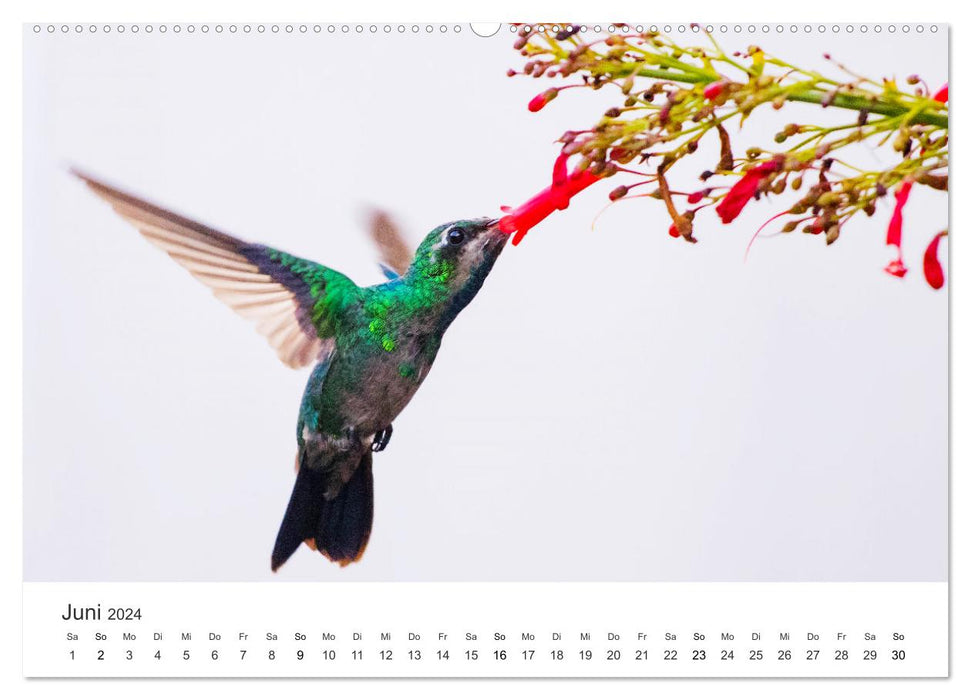 Colibris - véritables acrobates aériens (Calendrier mural CALVENDO Premium 2024) 